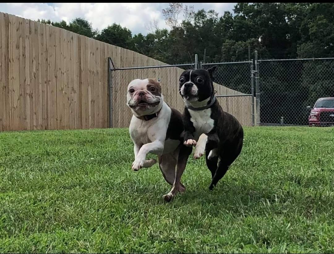 Two dogs are running in a grassy field in front of a chain link fence.