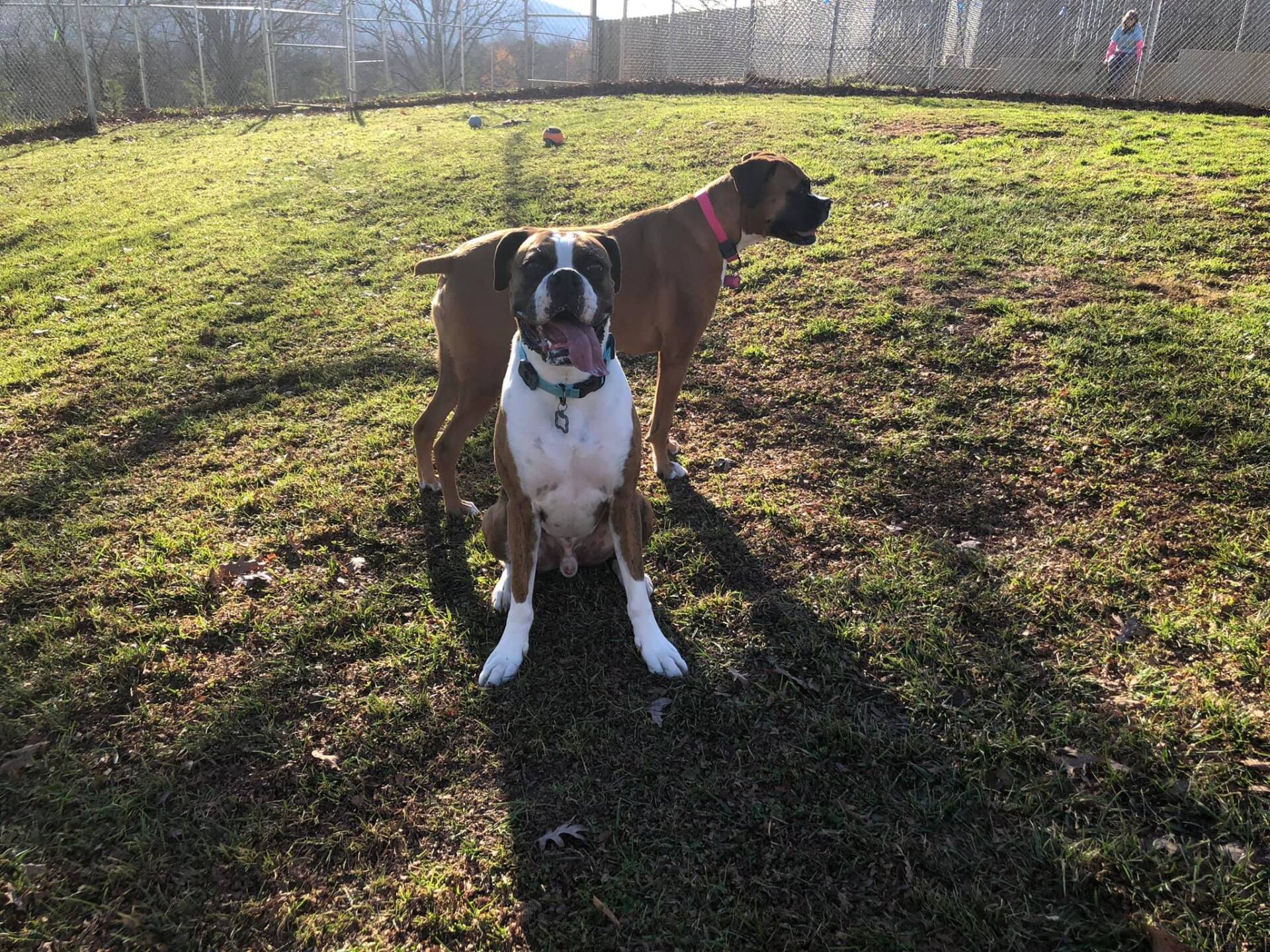Two boxer dogs are standing in a grassy field