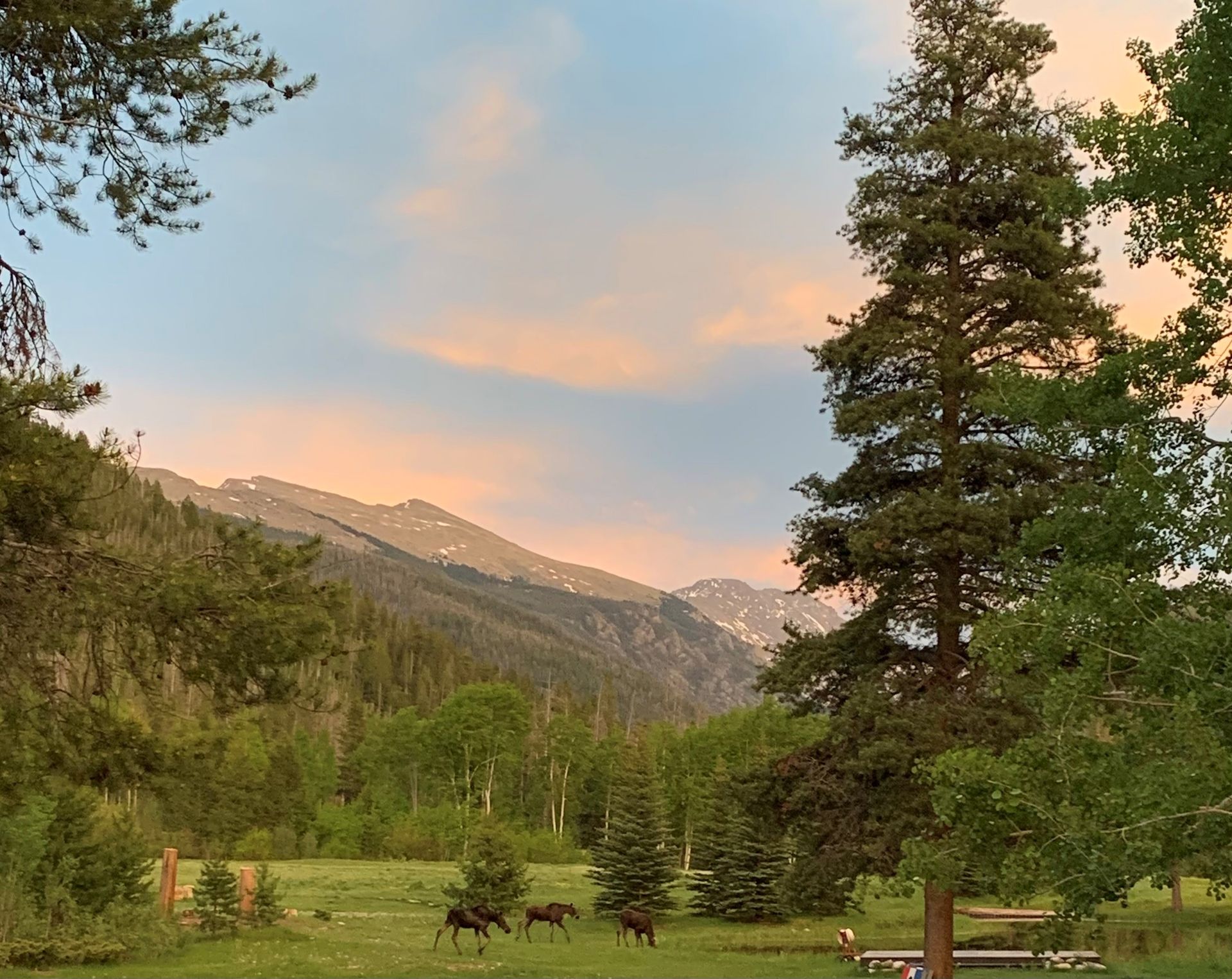 A herd of moose grazing in a field with mountains in the background