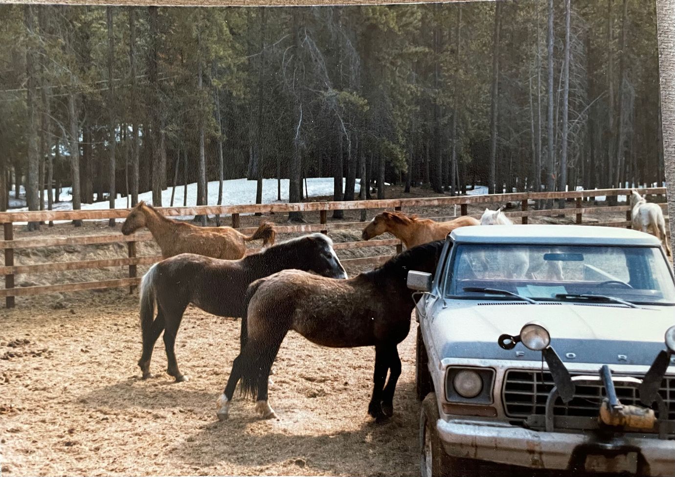 horses-in-pen