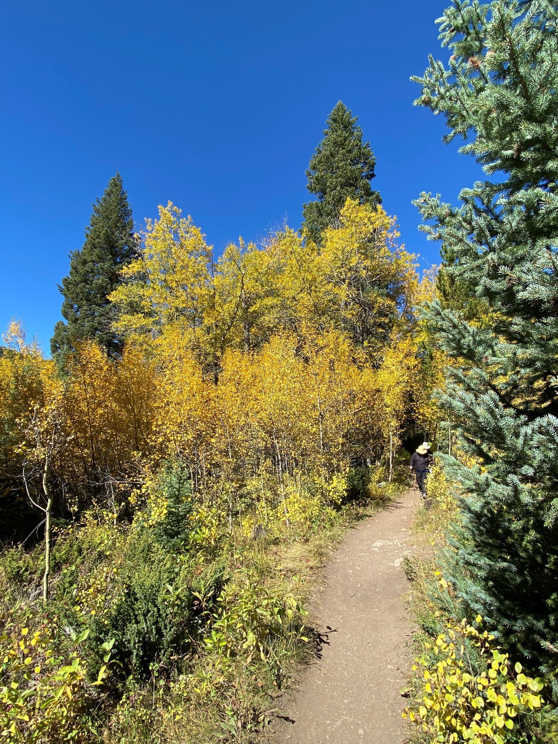 A dirt path surrounded by trees with yellow leaves on a sunny day