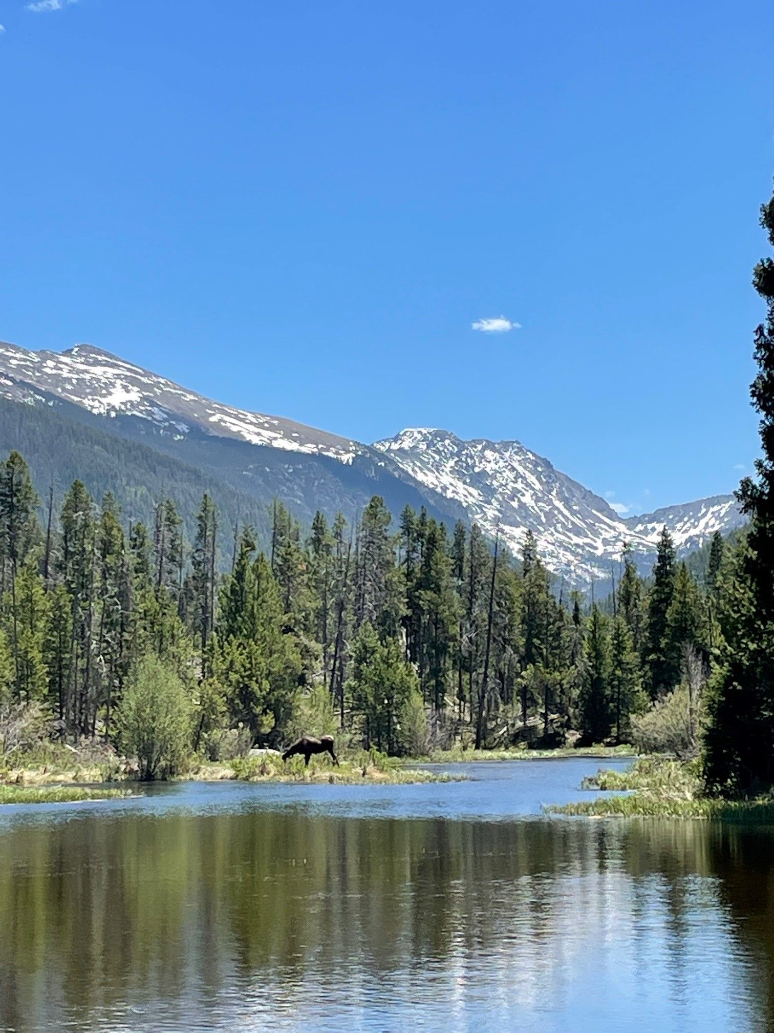 A horse is standing in the middle of a lake with mountains in the background.