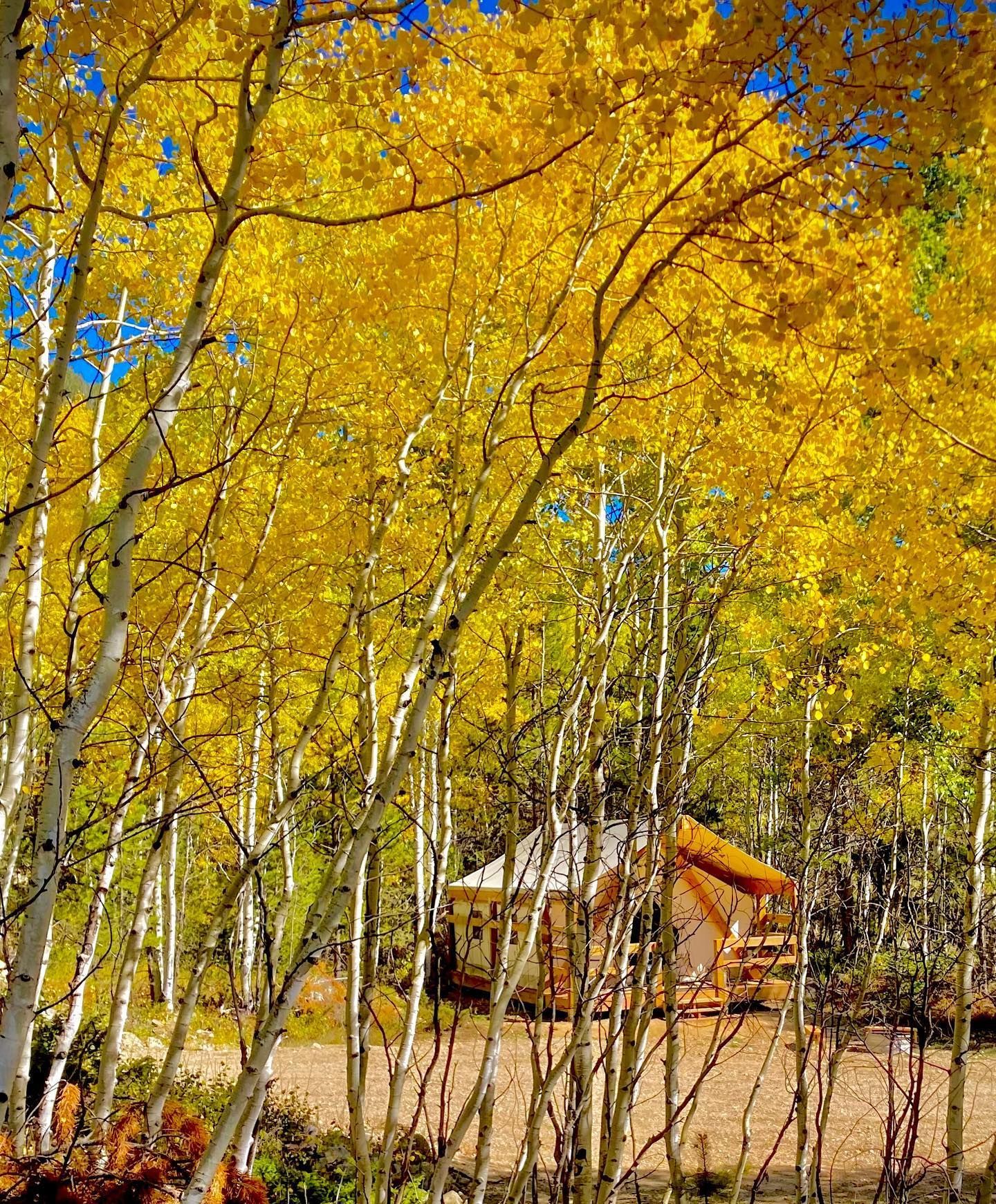 A tent is sitting in the middle of a forest surrounded by trees with yellow leaves.
