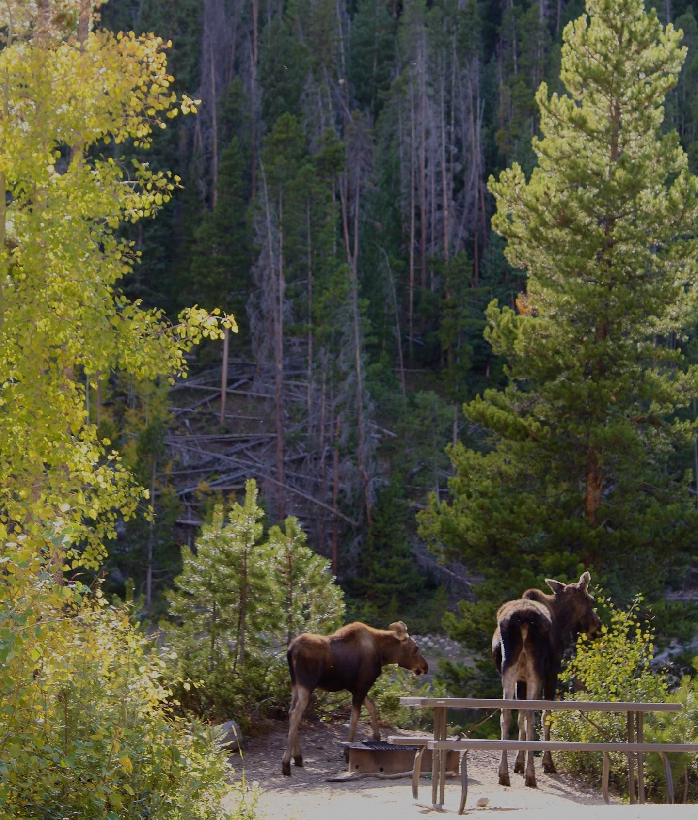 Two moose standing on a bridge in the woods
