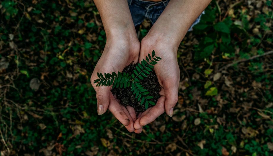 A person is holding a small plant in their hands.