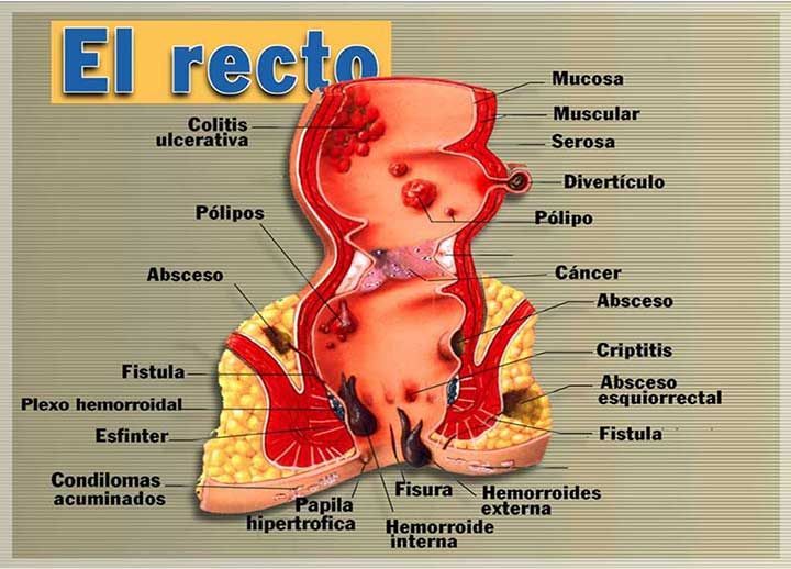 DRA. ALMA ROSA MEDINA FONG