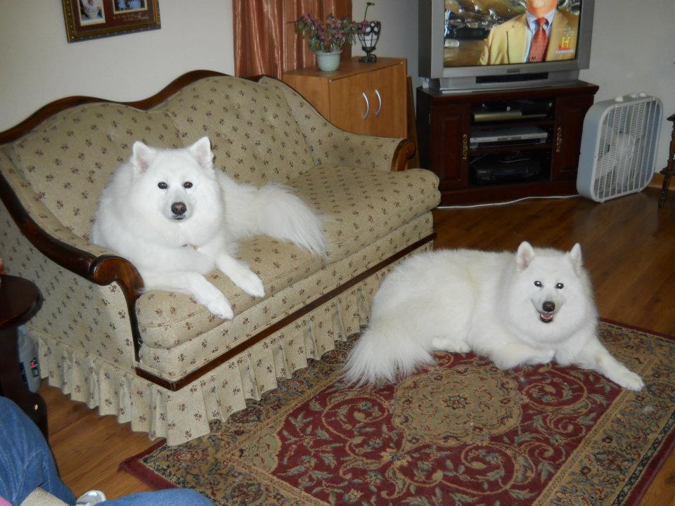 Pet Sitters Baton Rouge, LA Mom & Pops Dog Boarding