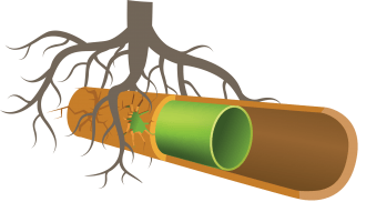 A tree with roots growing out of a pipe.