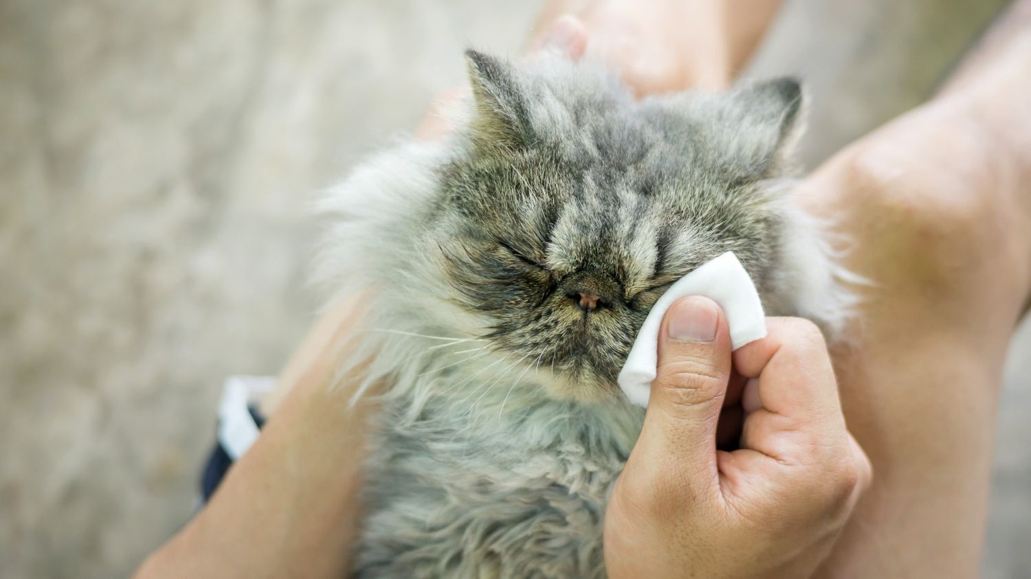 Person gently cleaning a gray cat's eye with a white wipe, close up.