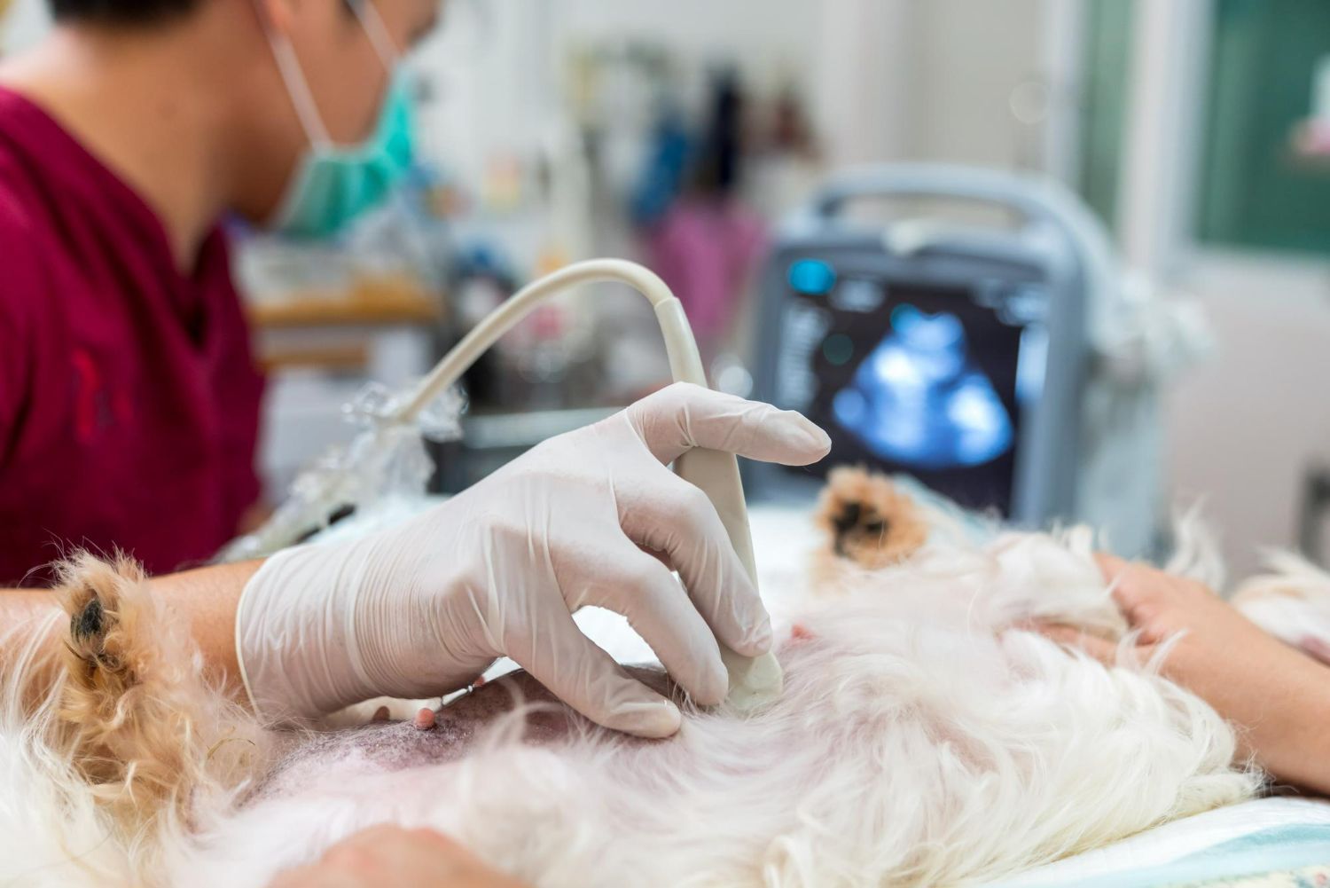 Veterinarian performing an ultrasound on a small white dog; a monitor shows a scan.