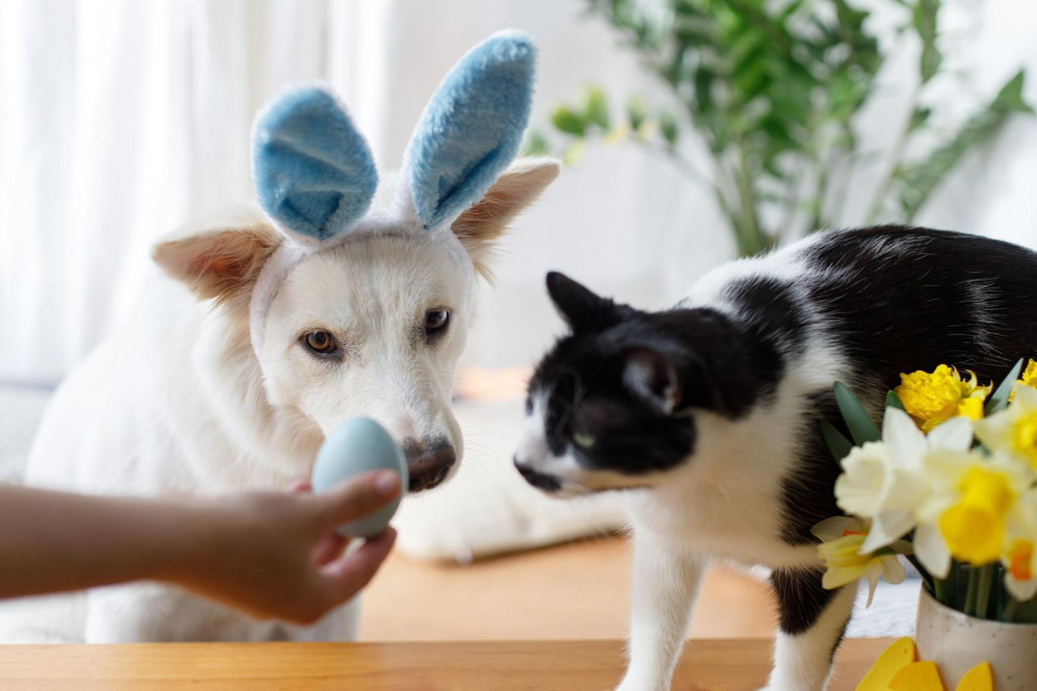 Dog with blue bunny ears and a black and white cat looking at a blue egg.