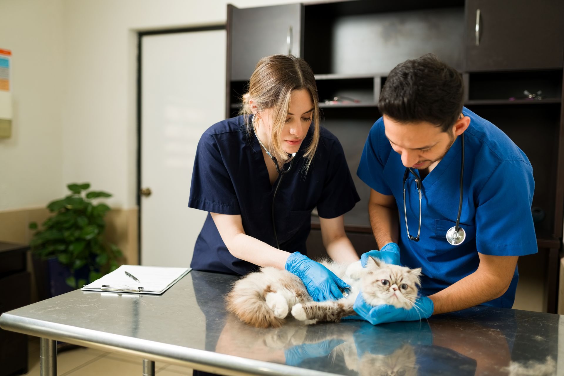 A pet is getting administered by two vets at a clinic.