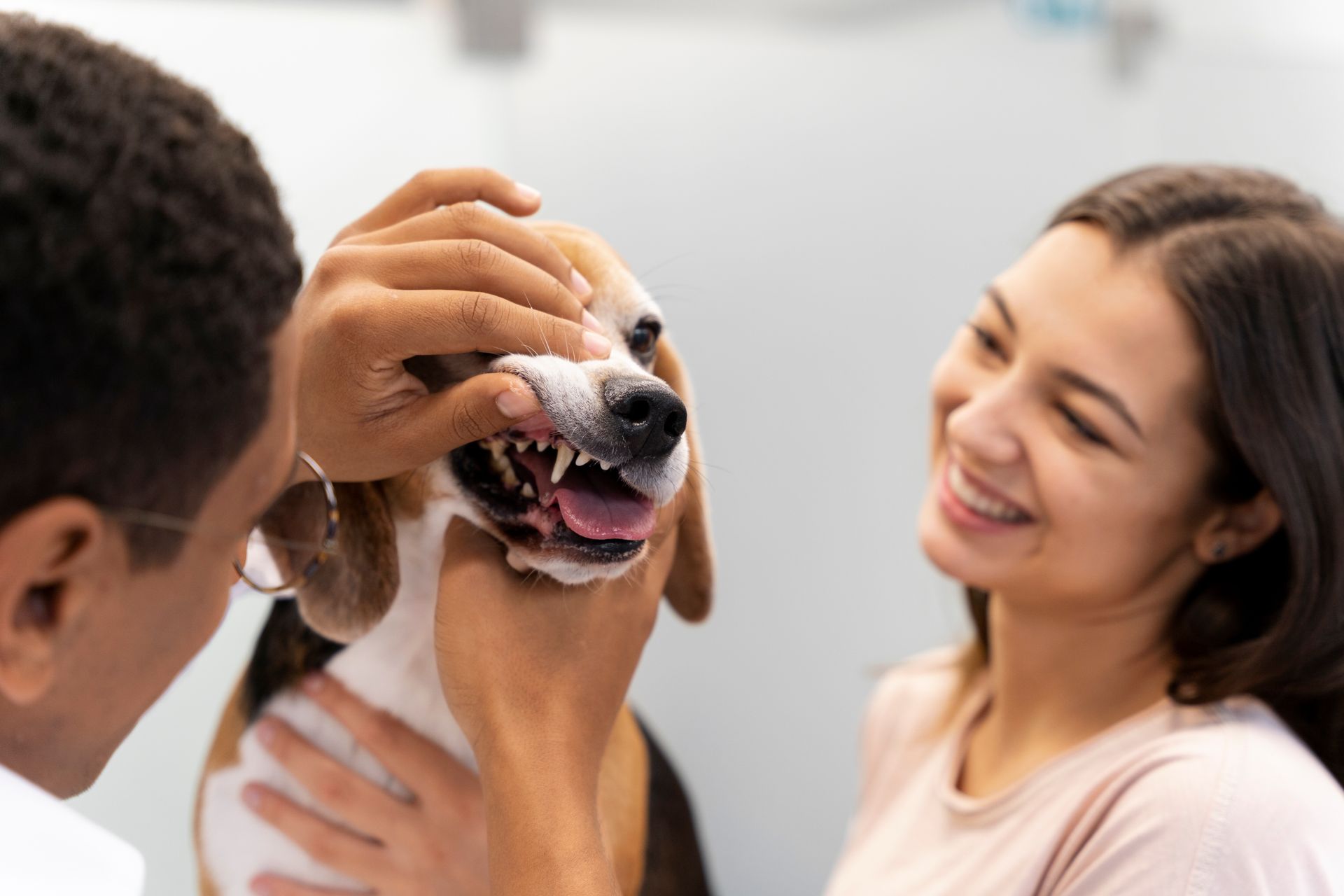 Veterinarian examining a happy beagle while a smiling owner watches