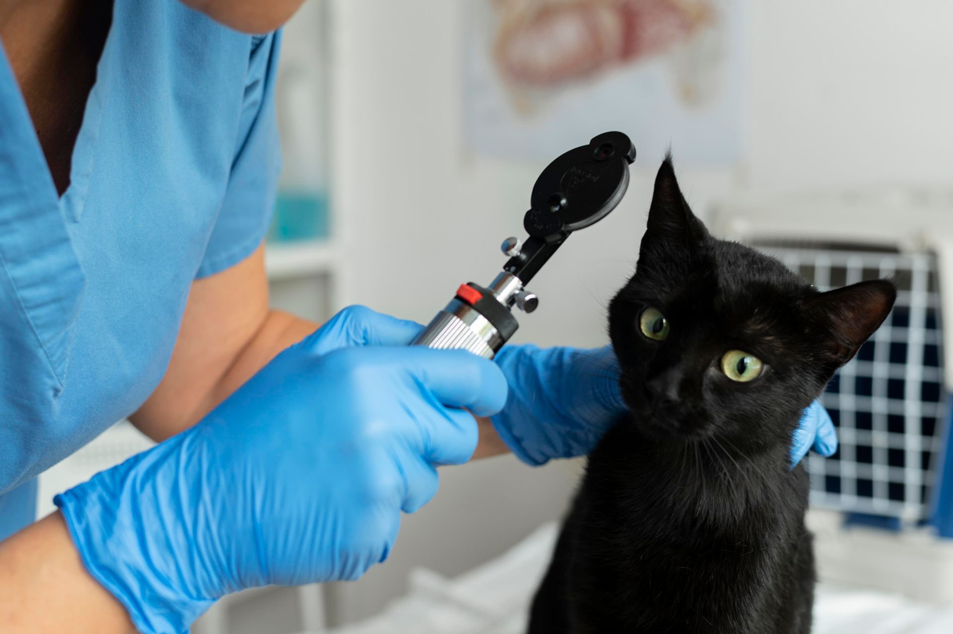 A cat is getting administered at the vet's clinic.