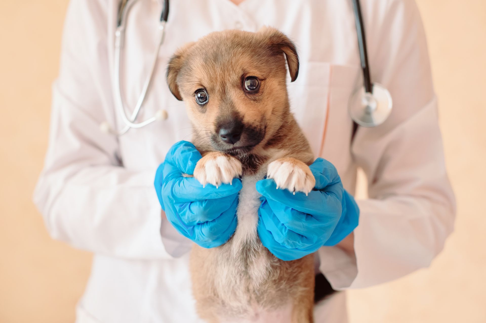 Veterinarian holding a small brown puppy with blue bandaged paws