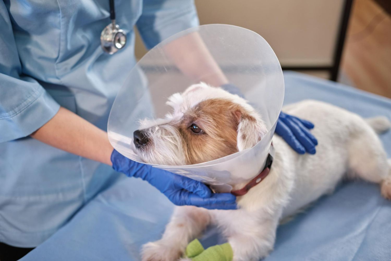 Dog with cone collar on examination table, being examined by person in blue gloves and scrubs.