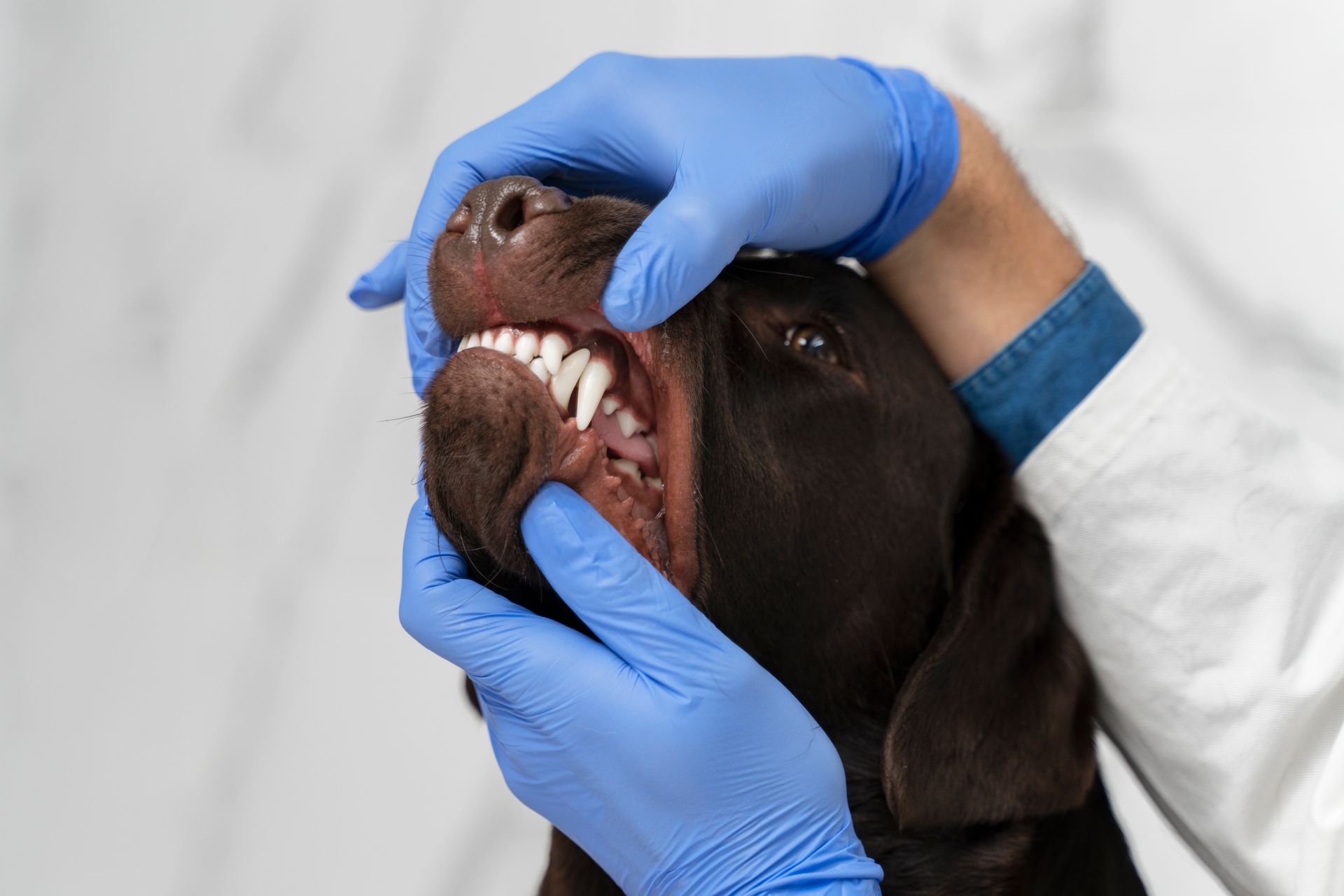 Veterinarian in blue gloves examines a brown dog's teeth, indoors, close-up.