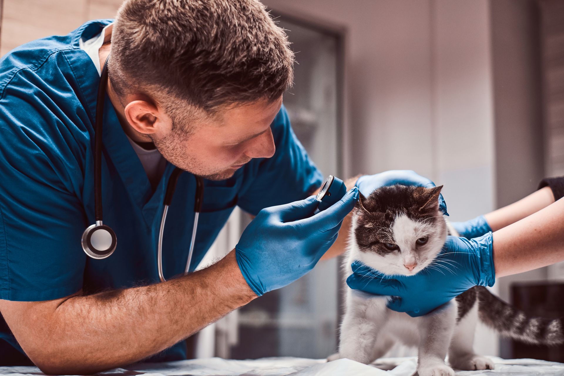 Veterinarian giving a cat a shot; blue scrubs, gloves, and stethoscope. Cat is held by another person.