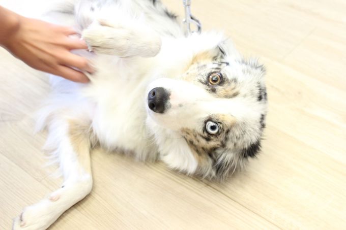 close up veterinarian taking care dog