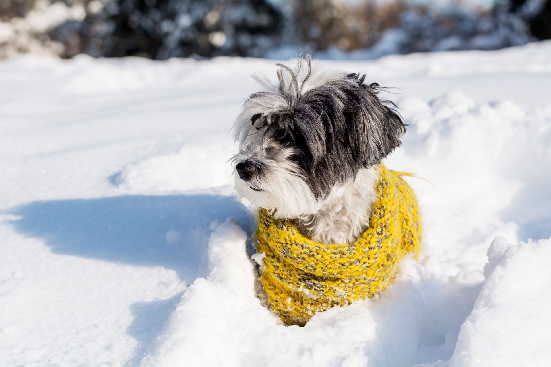 Dog with black and white fur wearing a yellow sweater in the snow.