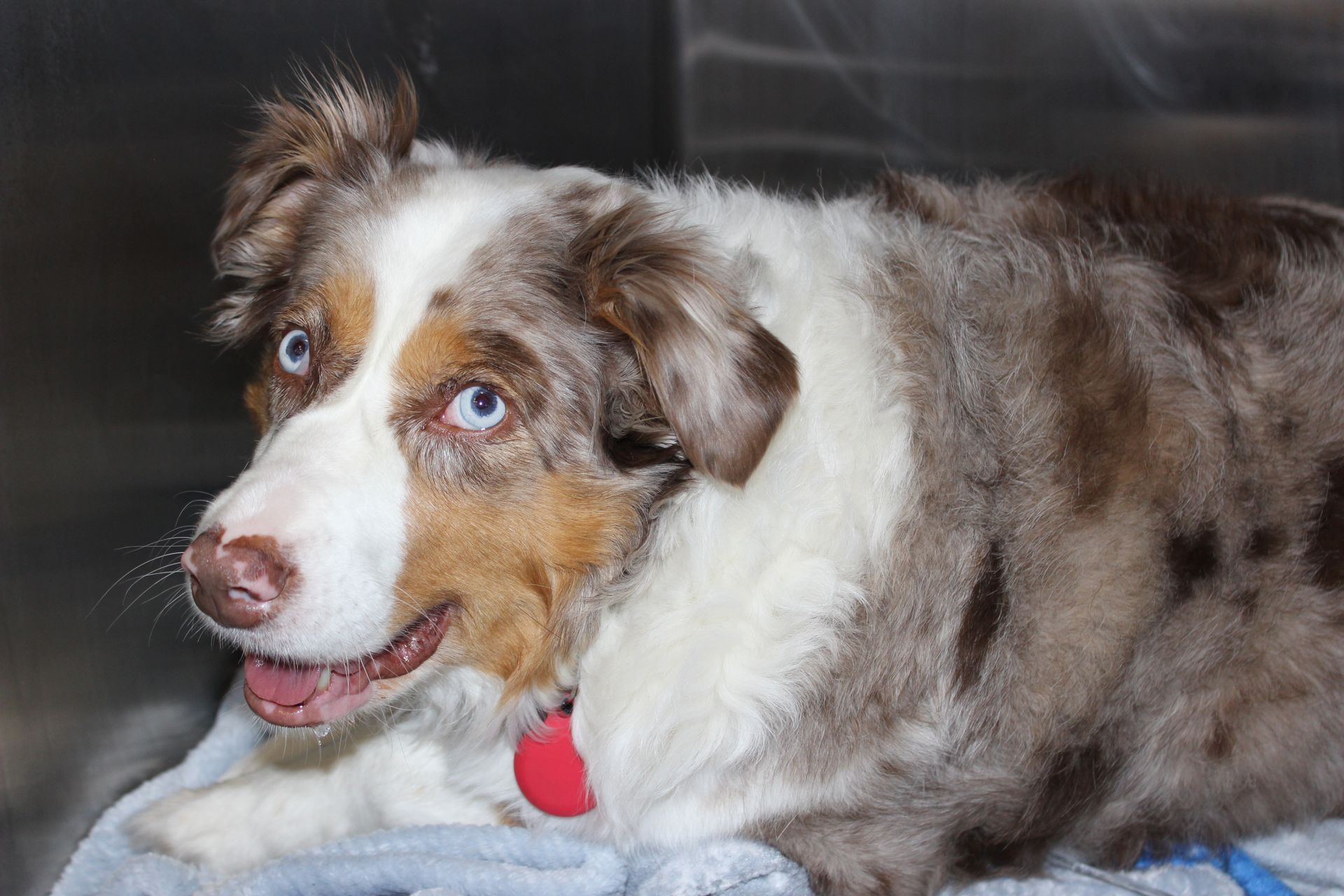 veterinarian taking care pet