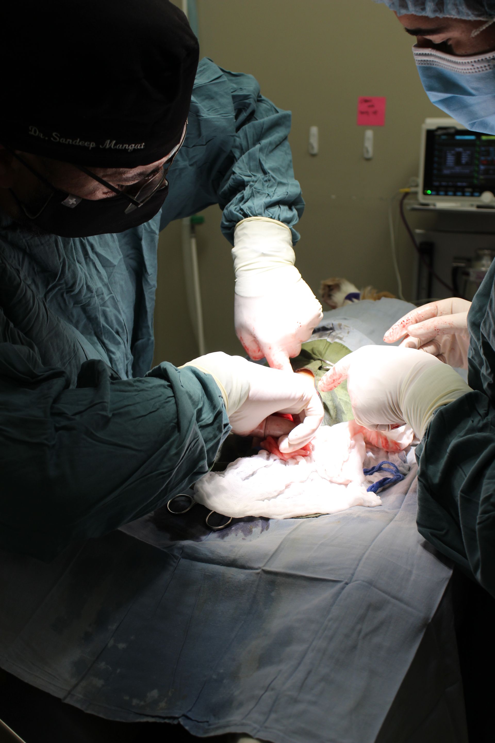 veterinarian taking care pet