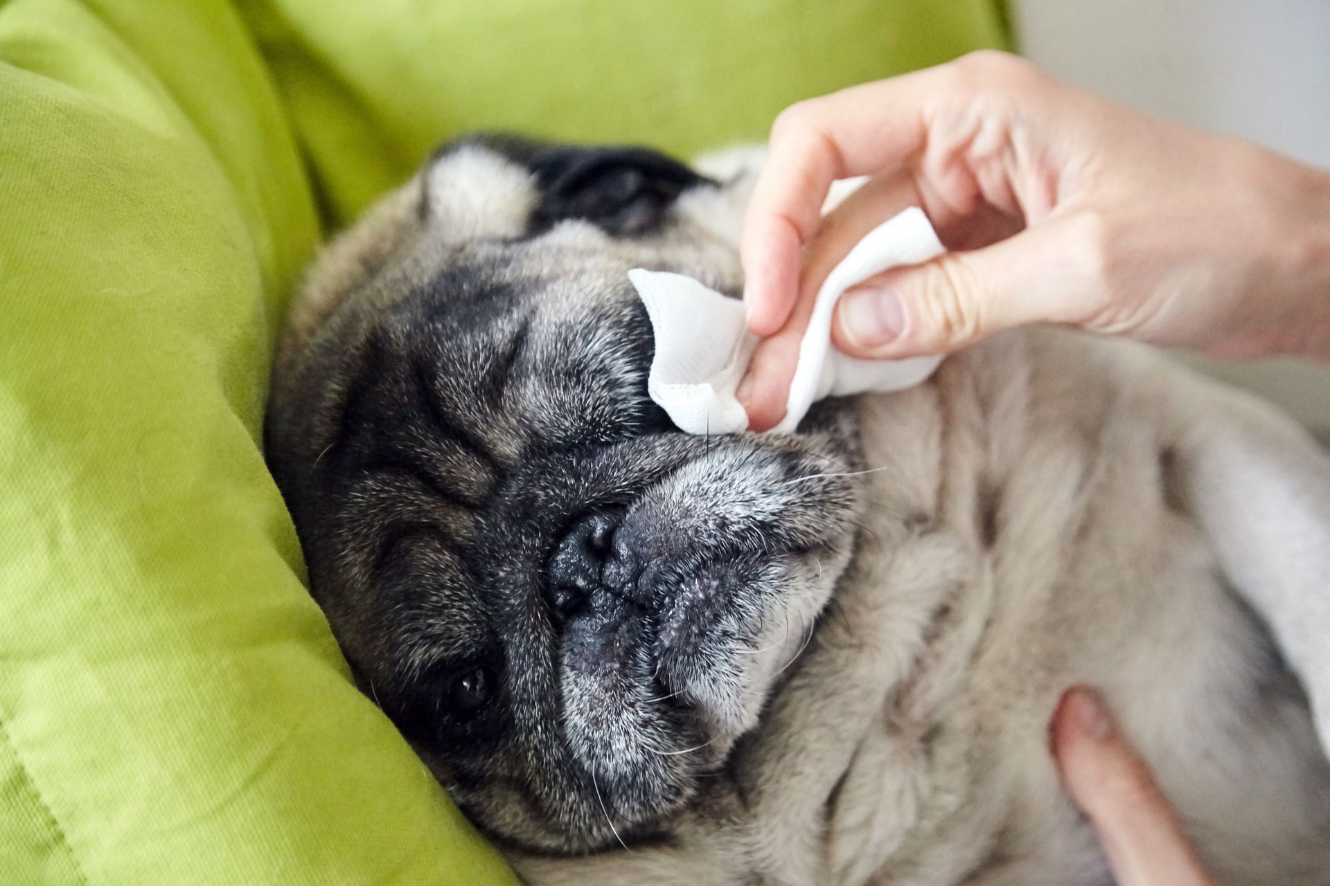 woman wiping pug's face