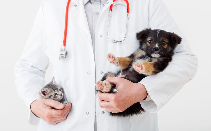 cat dog vet doctor hands doctor veterinarian keeps kitten pocket puppy hand white coat with stethoscope baby pets clinic medicine