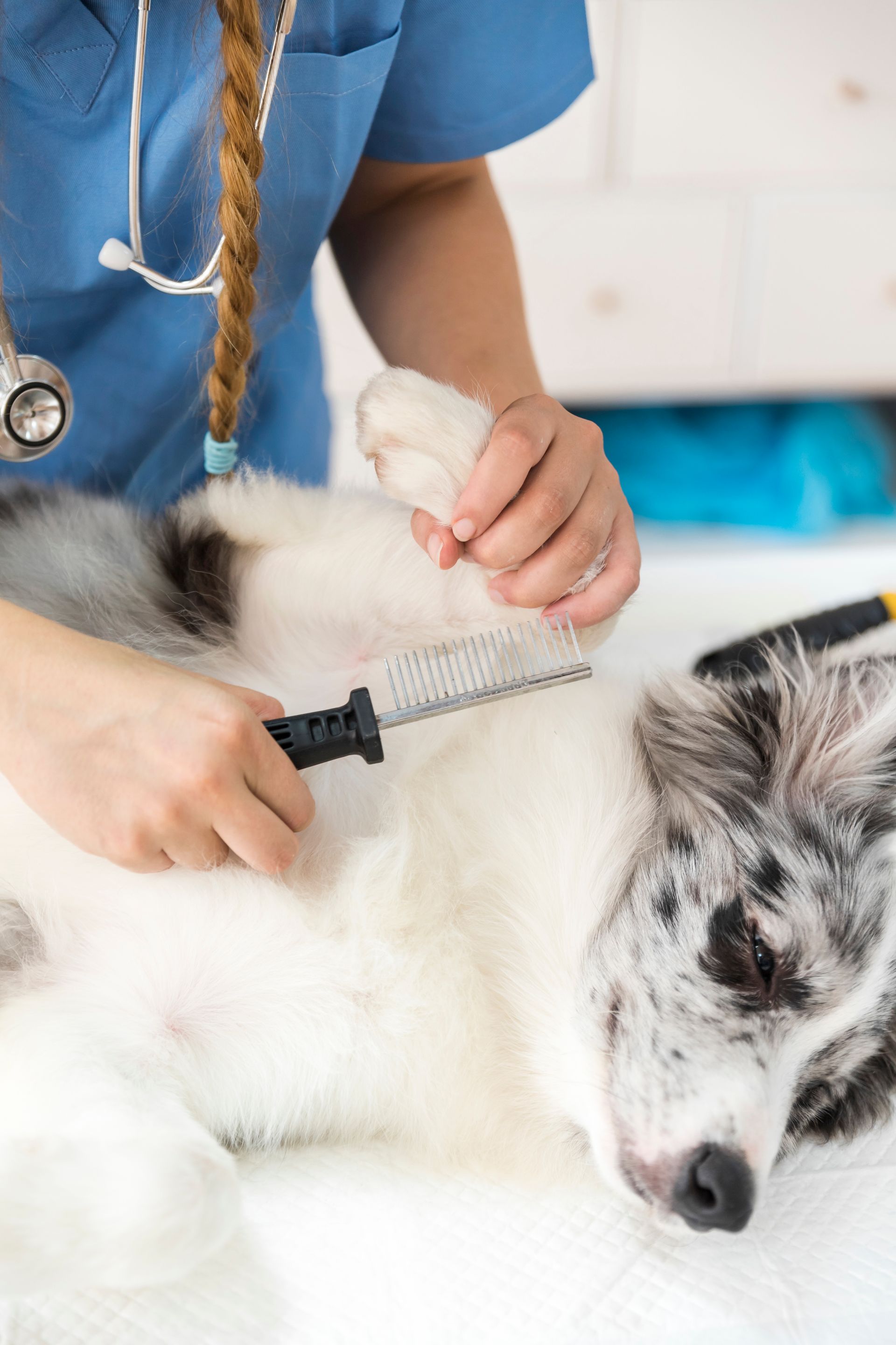 close up female vet hand examining dog flea with comb clinic