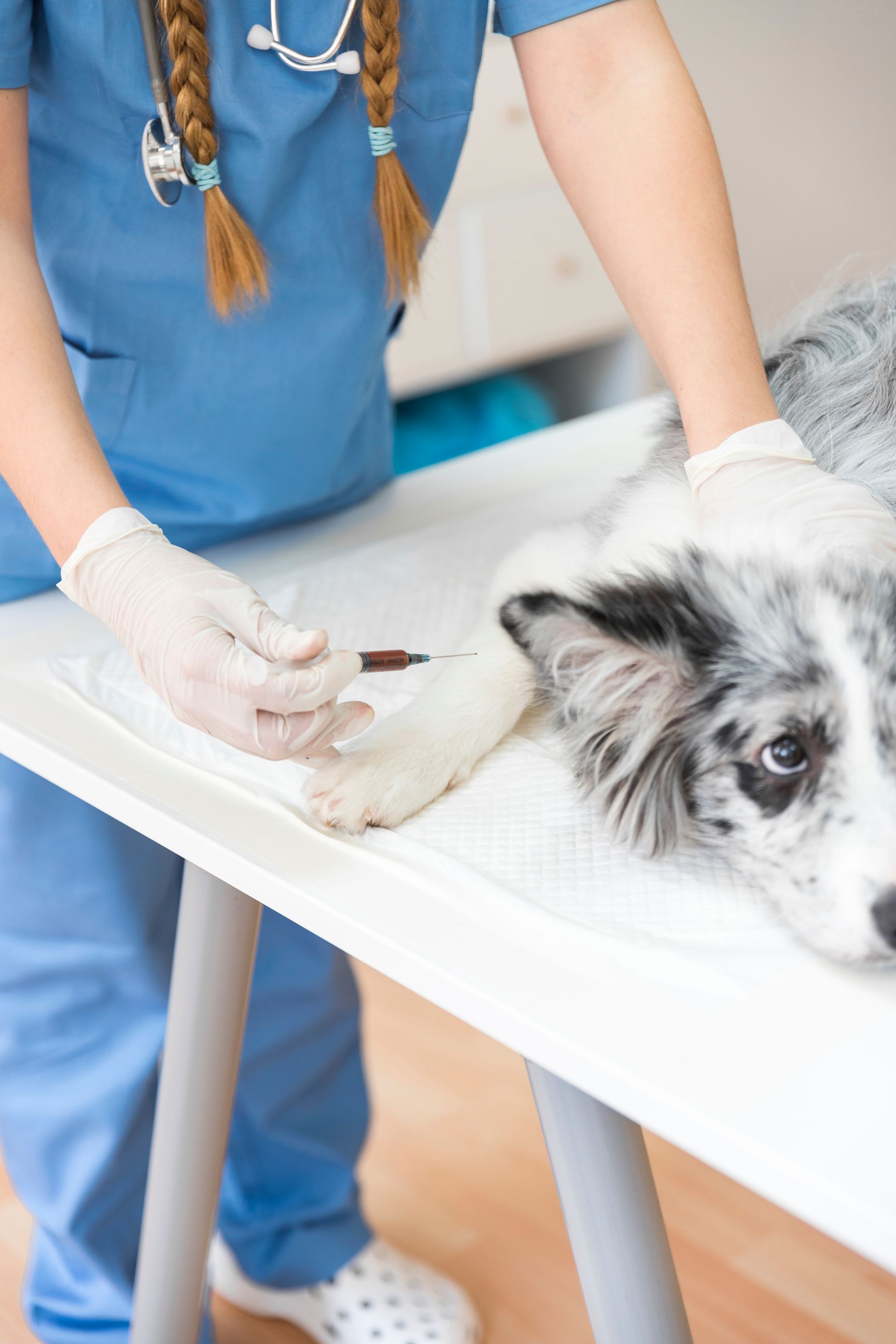 close up female vet injecting dog with injection table