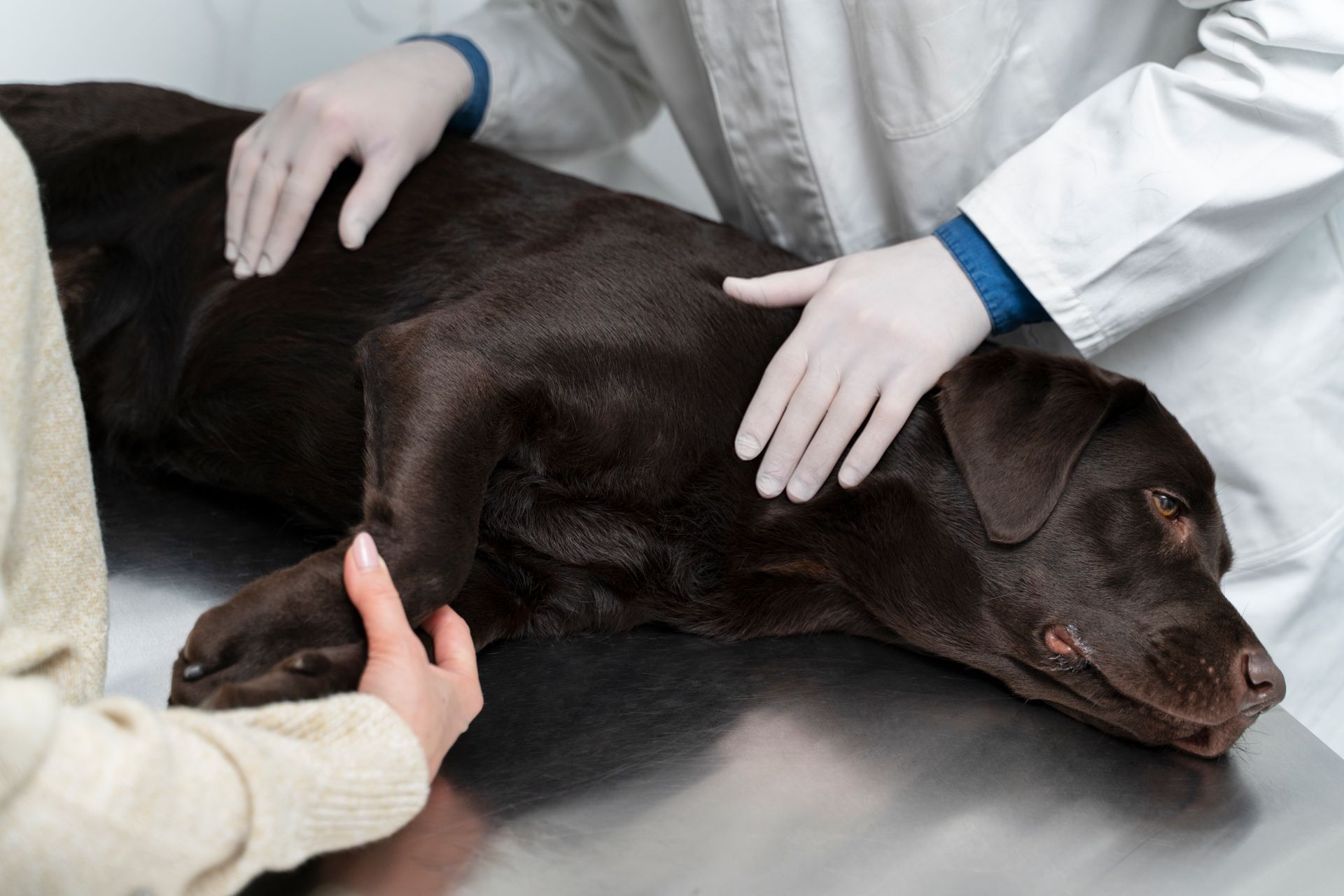 vet examining a pet dog