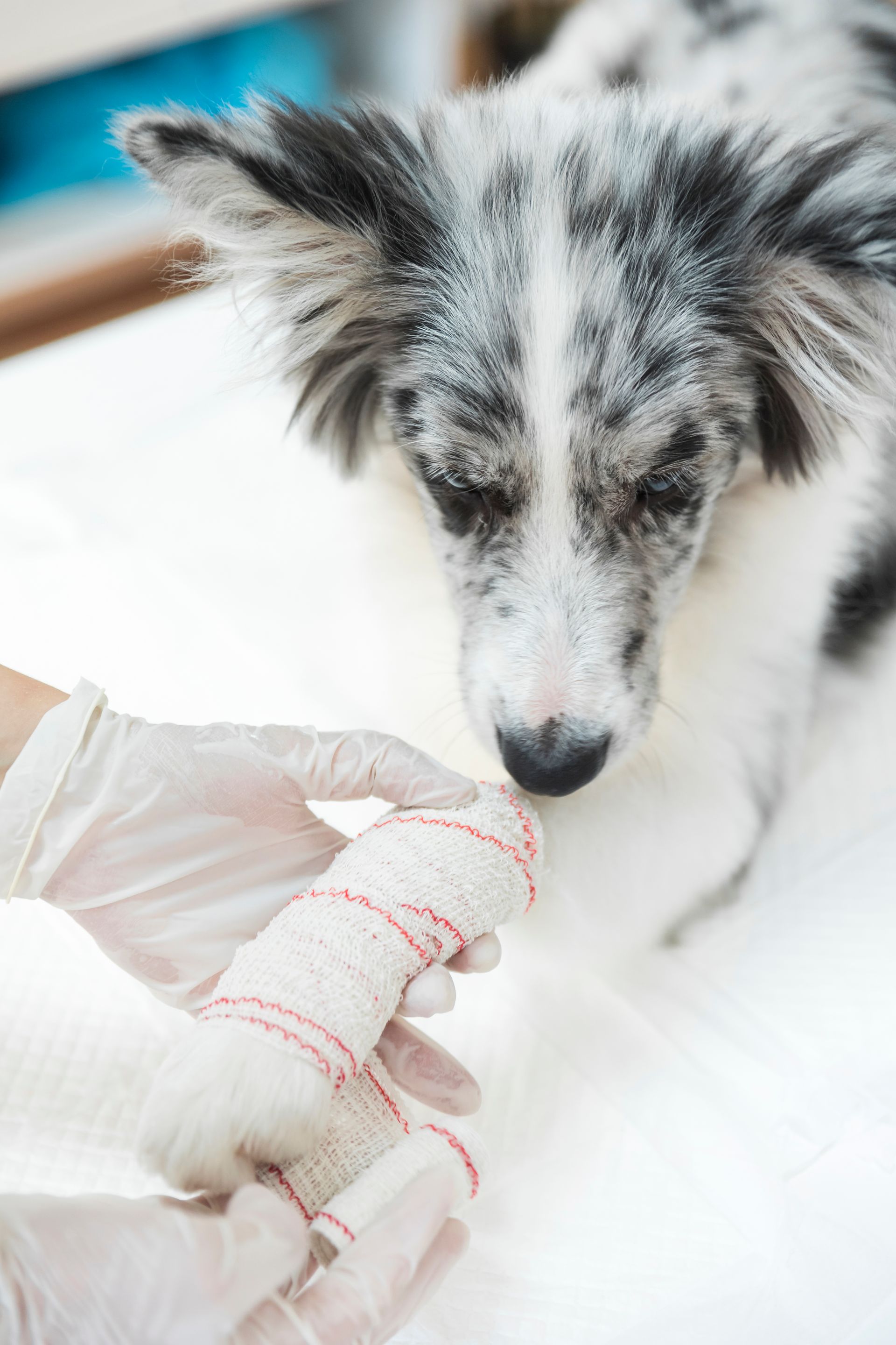 close up injured dog with white bandaged its paw limb