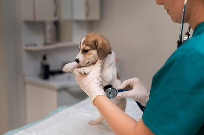 close up veterinarian taking care dog