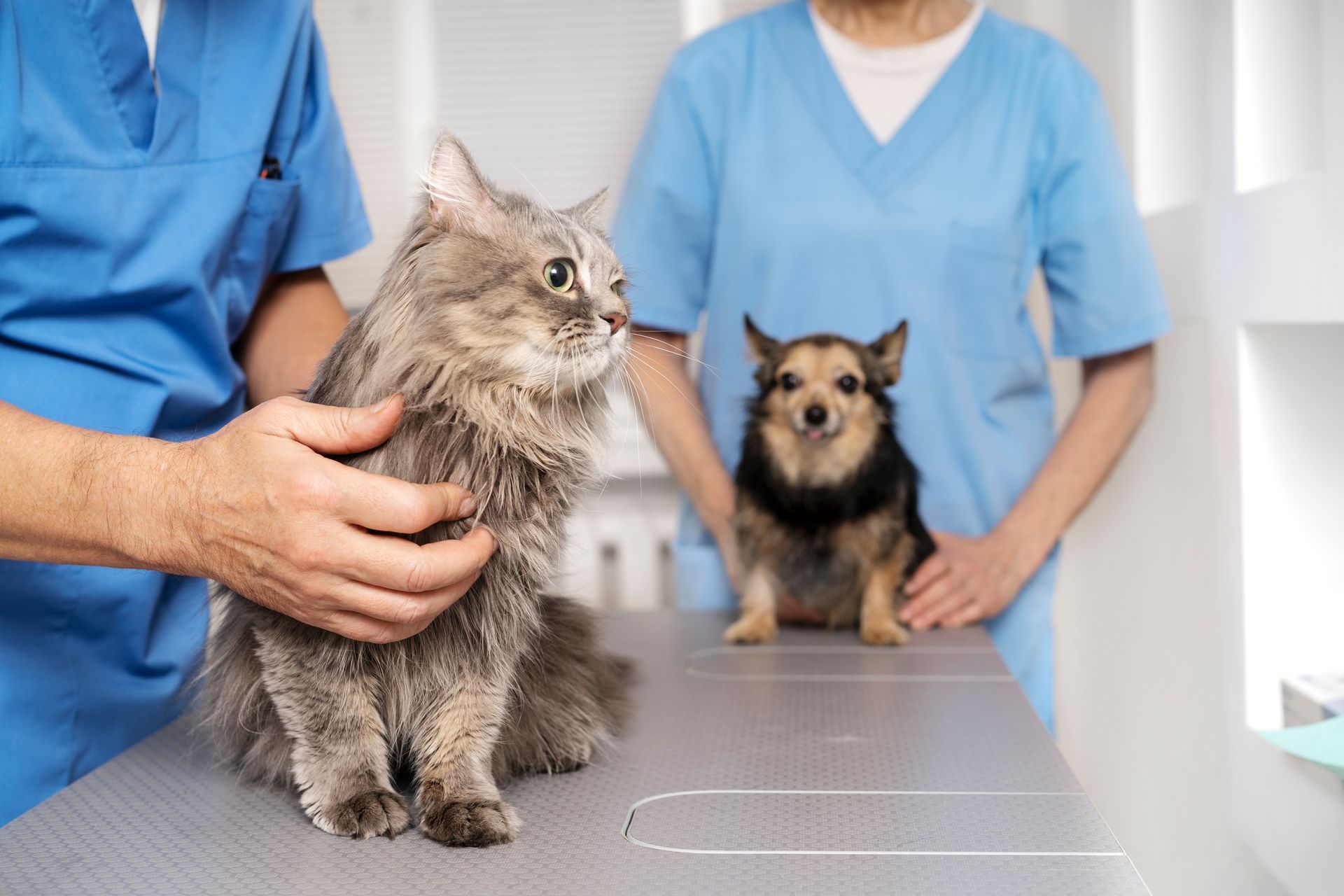 close up veterinary doctor taking care pet