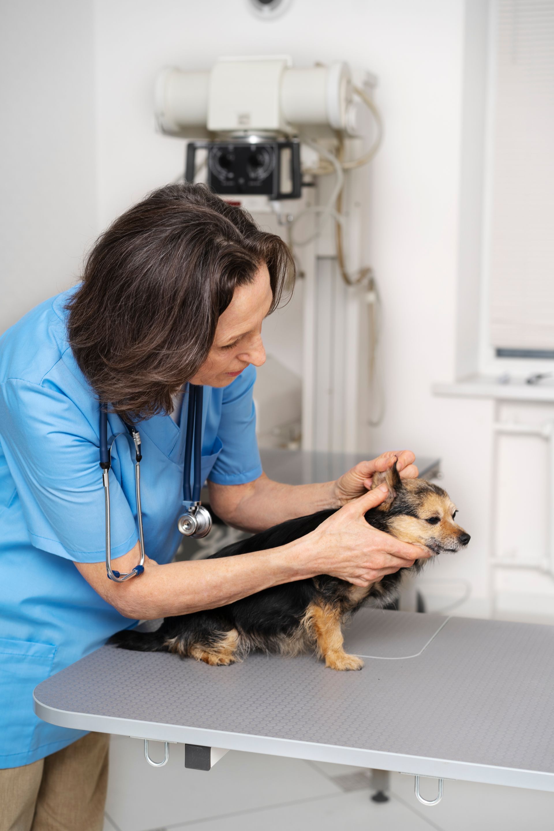 close up veterinary doctor taking care pet