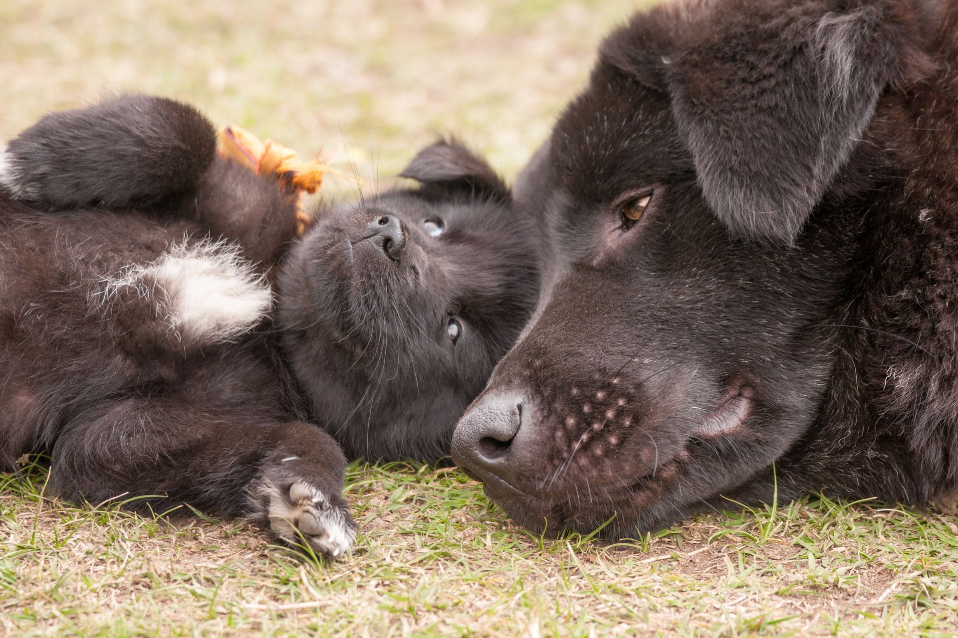 bhutanese mountain dog with its puppy