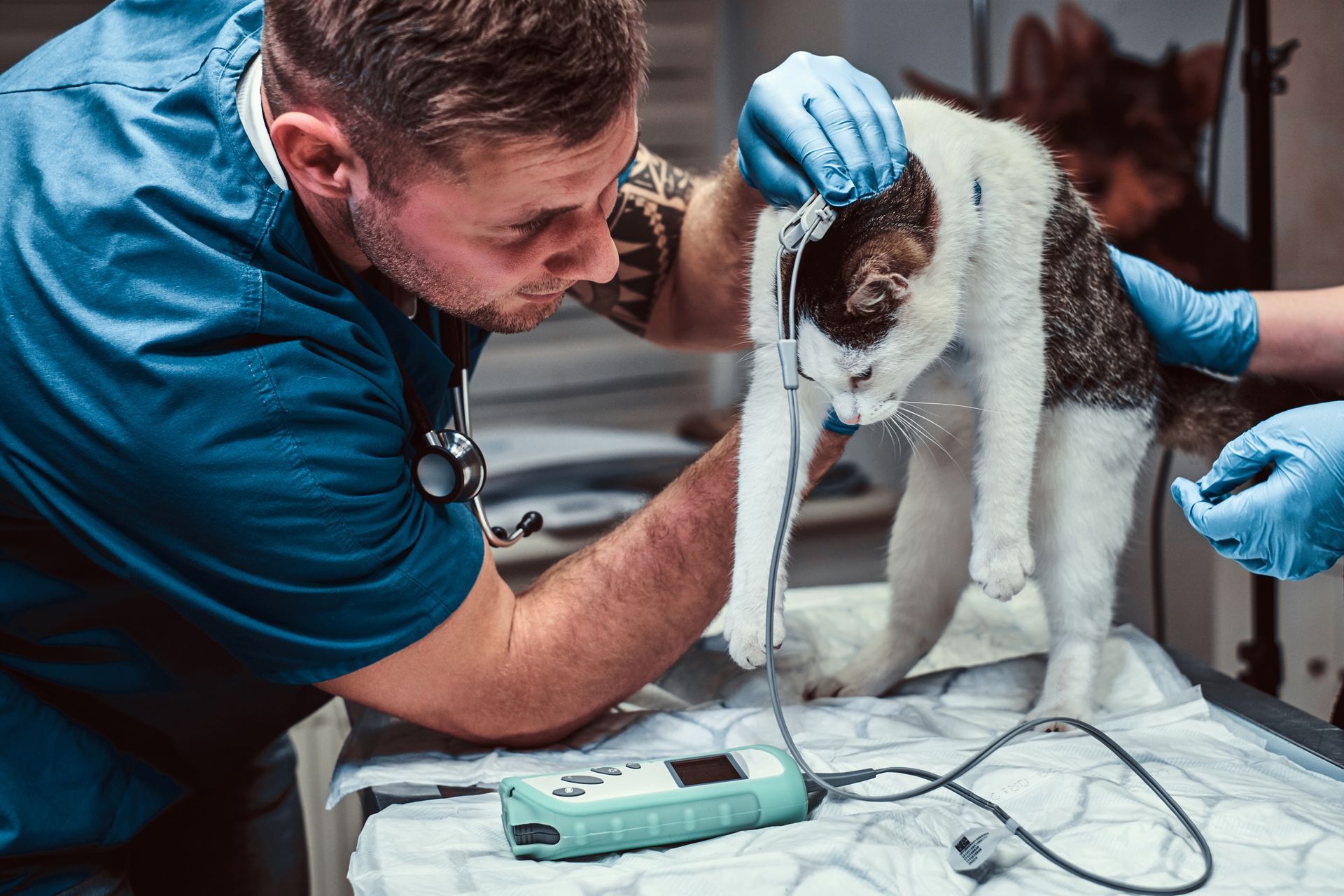 cat being examined in a medical room