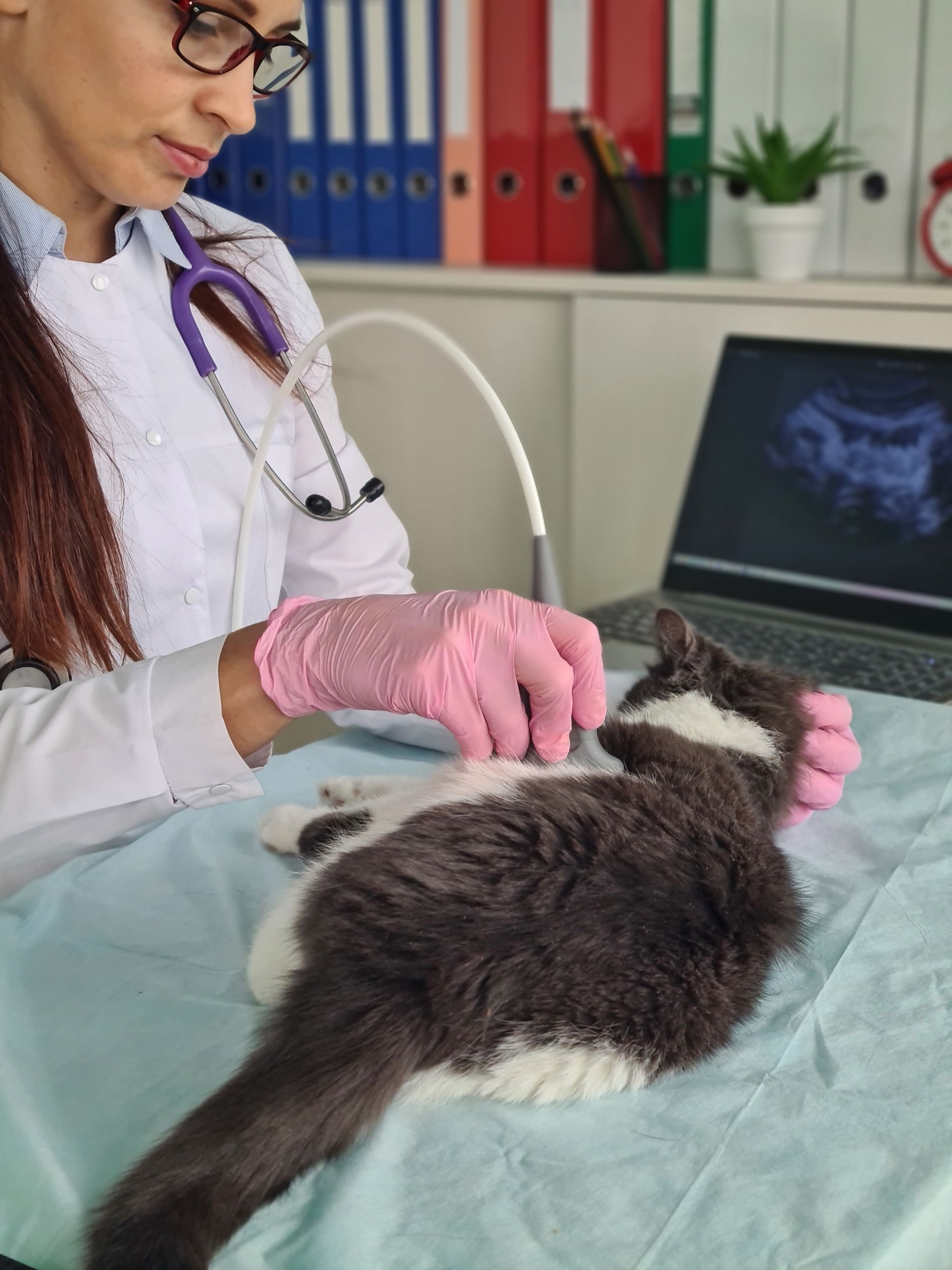 cute cat undergoes ultrasound veterinary clinic