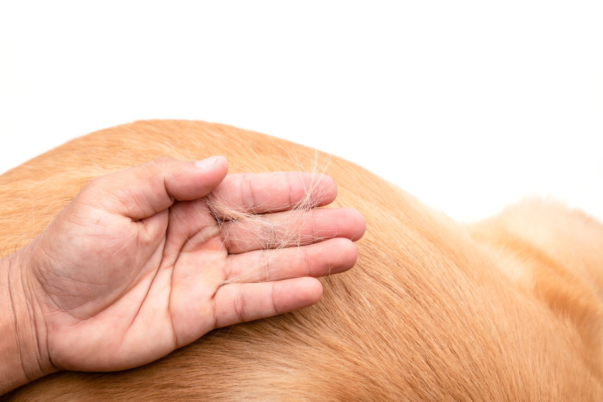 A person is holding a dog 's hair in their hand.