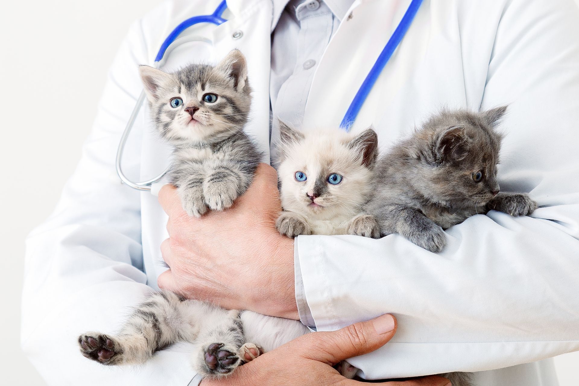 a vet holding three kittens