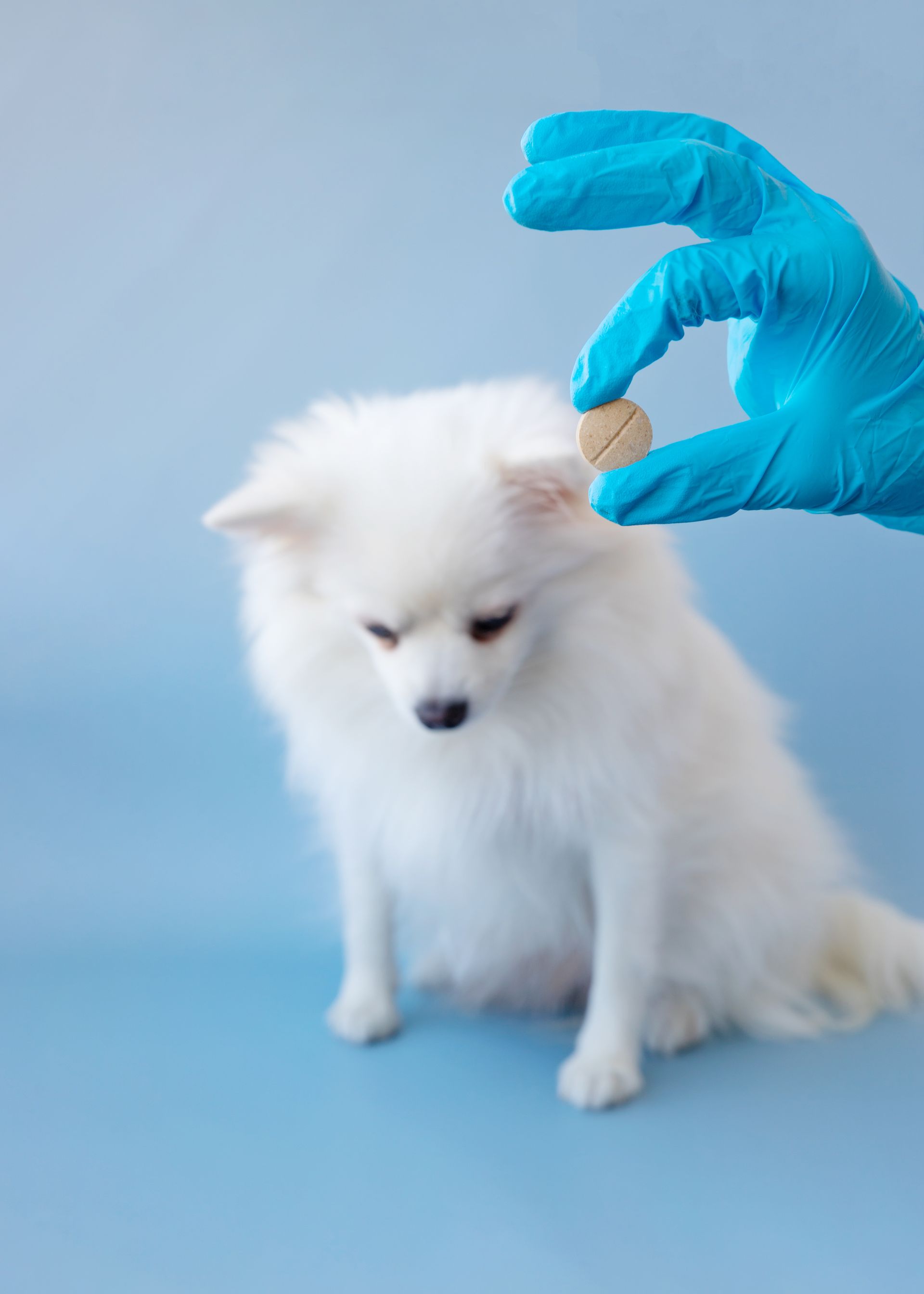 hand blue medical glove holds out large tablet small white dog pomeranian