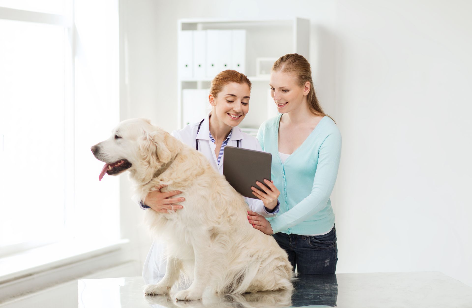 Veterinarian and dog owner looking at a tablet with a Golden Retriever in a vet clinic.