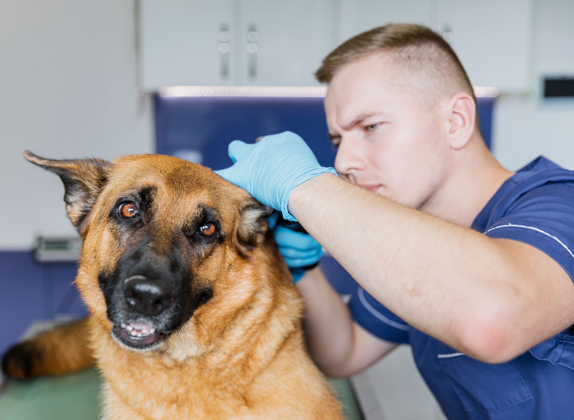 doctor checking the dog for flea and tick