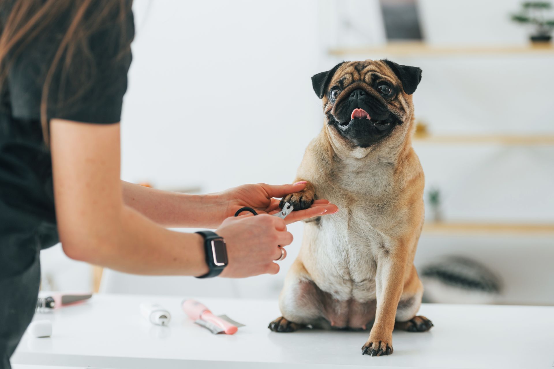 pug in a grooming salon