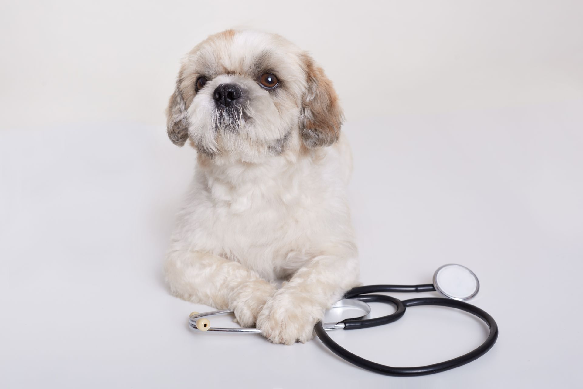 pekingese dog with stethoscope