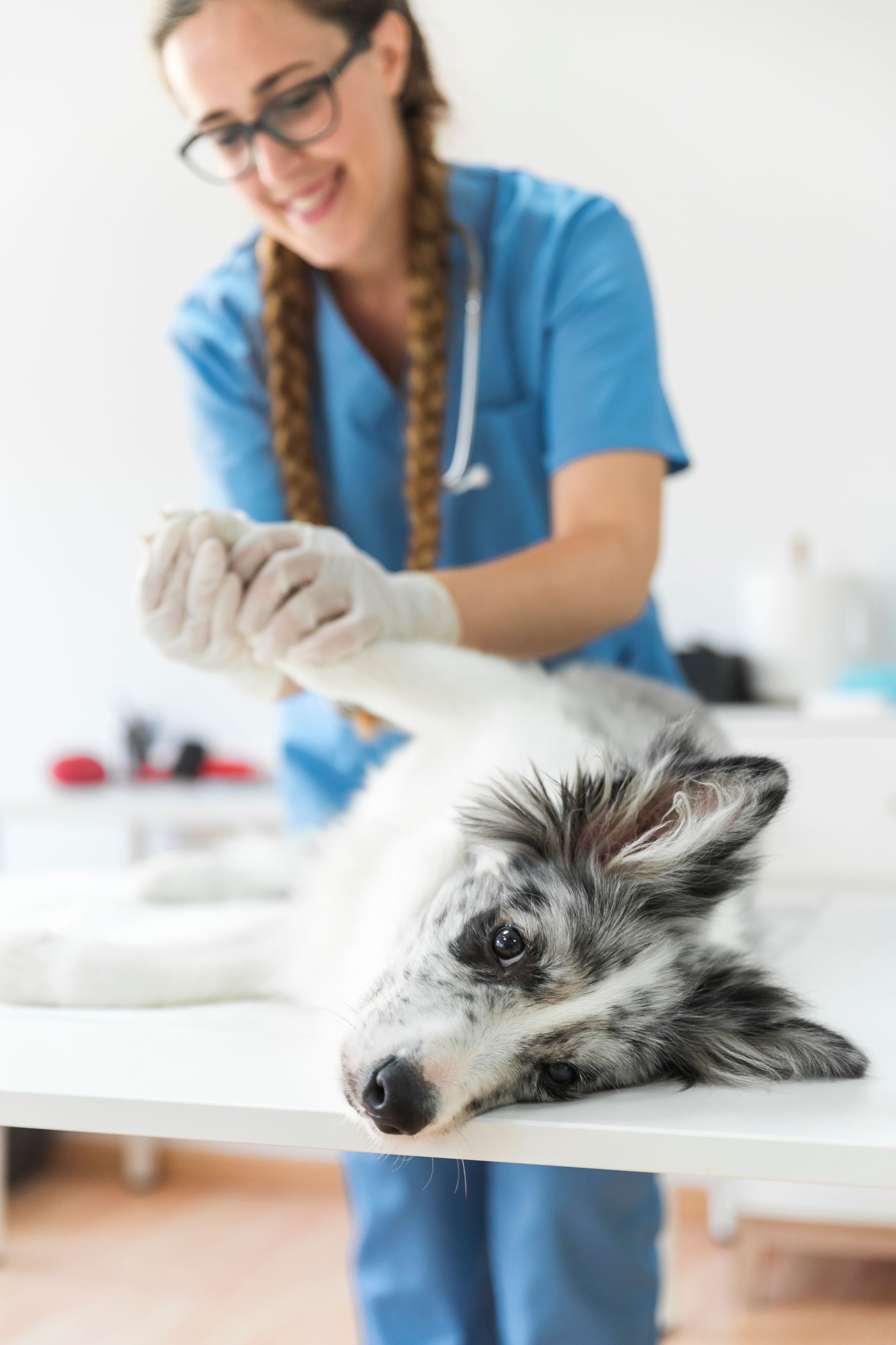 smiling female veterinarian examining dog s paw lying table clinic