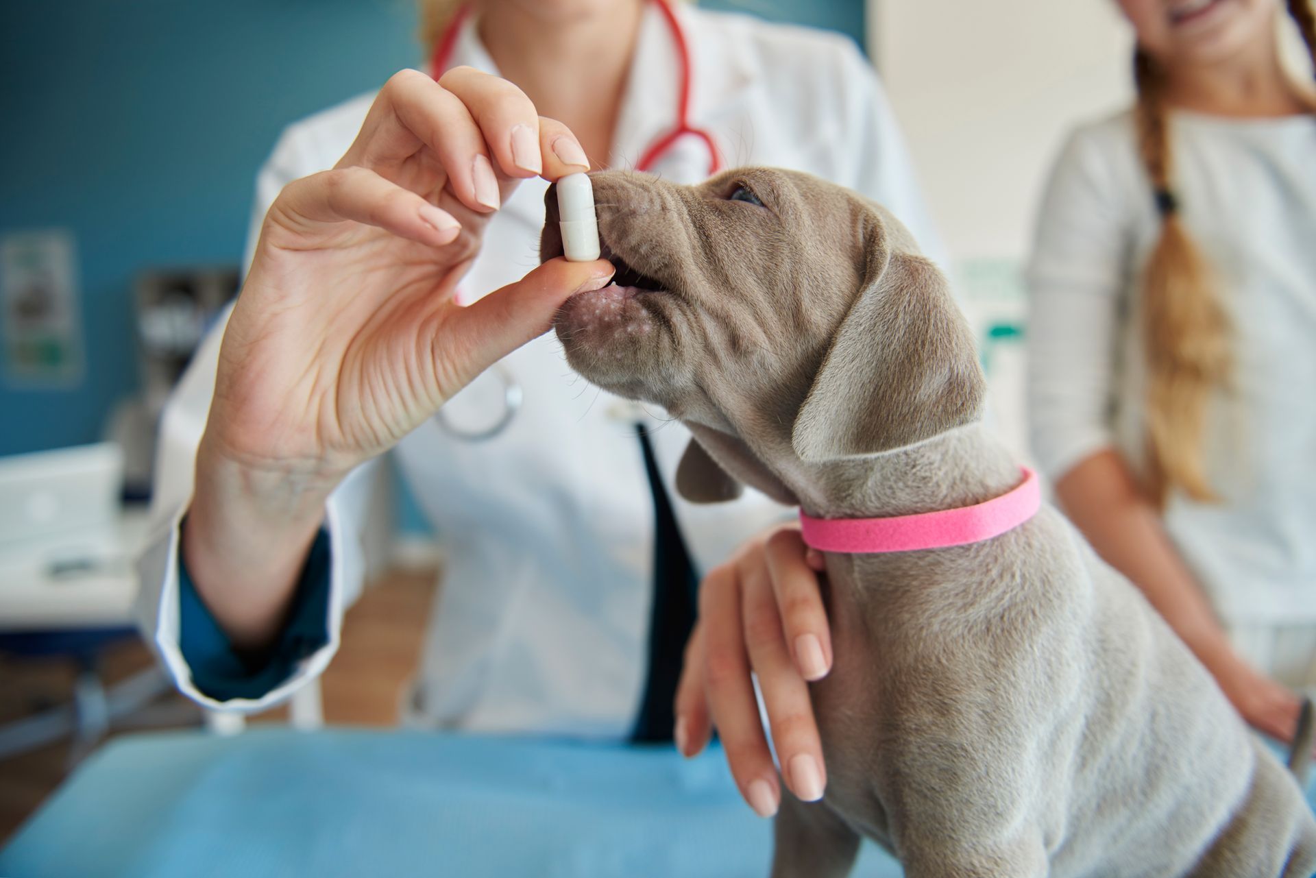 small puppy with a a vitamin pill