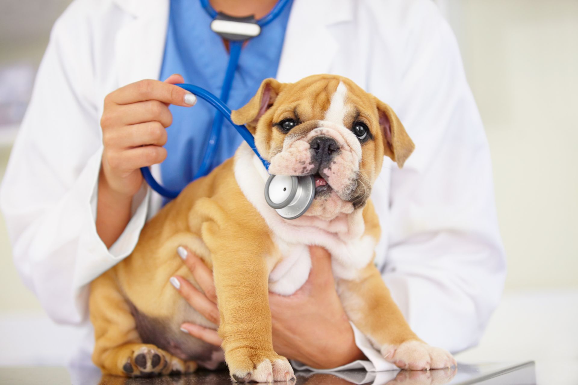this isnt chew toy cropped shot vet trying listen bulldog puppys heartbeat