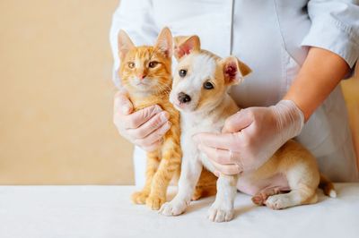 A veterinarian is holding a puppy and a kitten on a table.
