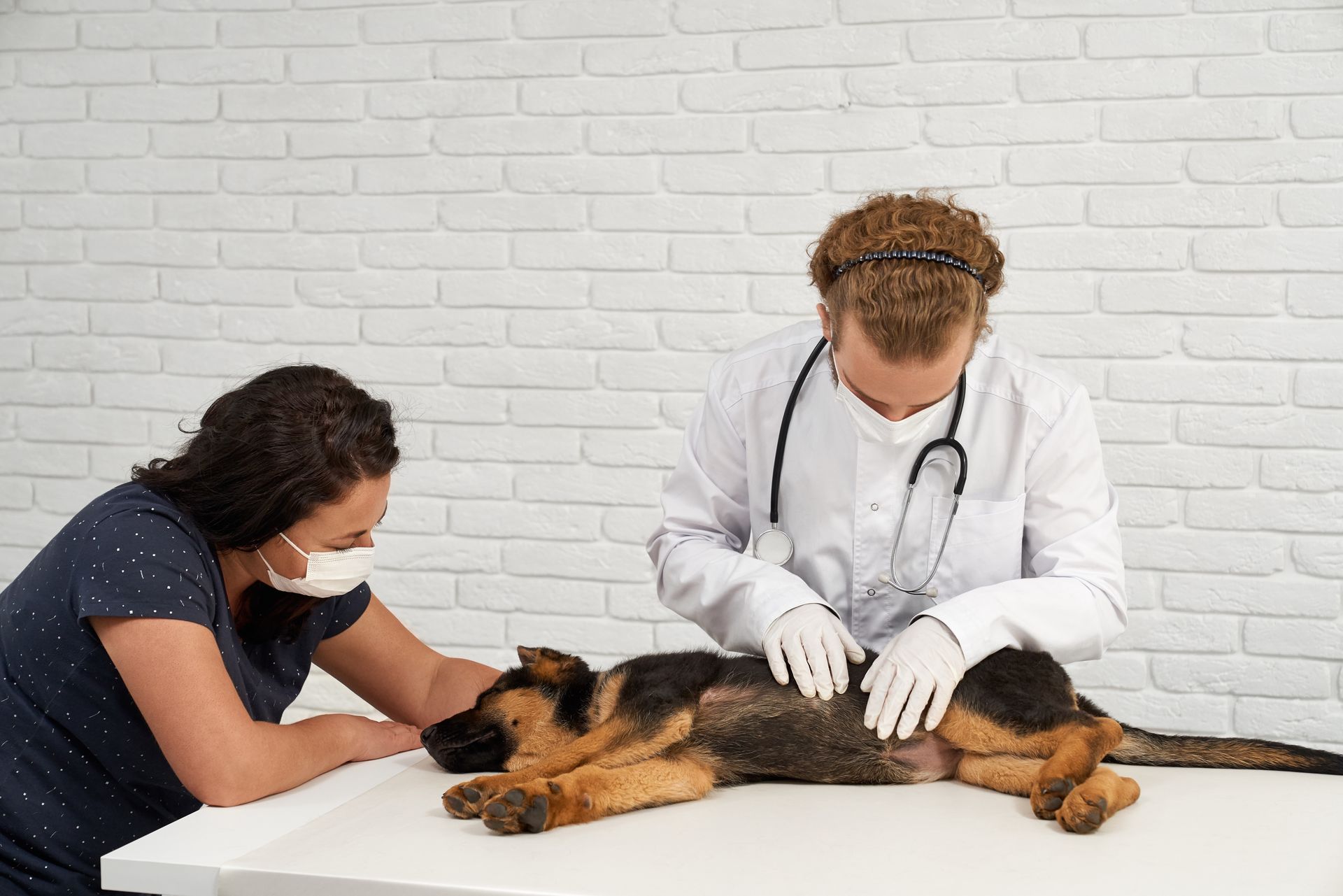 veterinary examining a pet dog